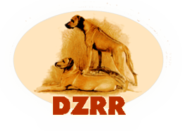 DZZR